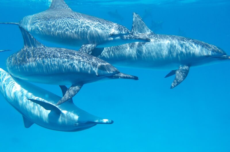djurlivet på maldiverna - delfiner