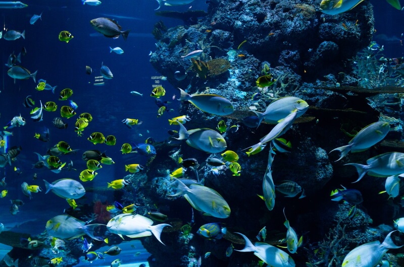 djurlivet på maldiverna - fiskar