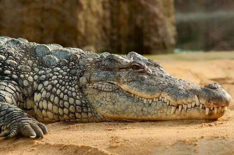 djurlivet på maldiverna - krokodil