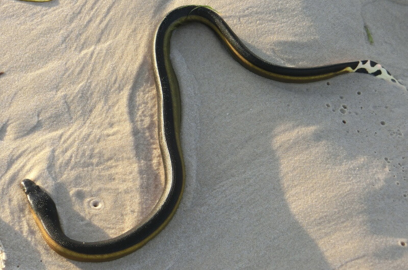djurlivet på maldiverna - ormar