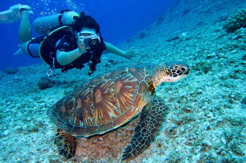 djurlivet på maldiverna - sköldpaddor