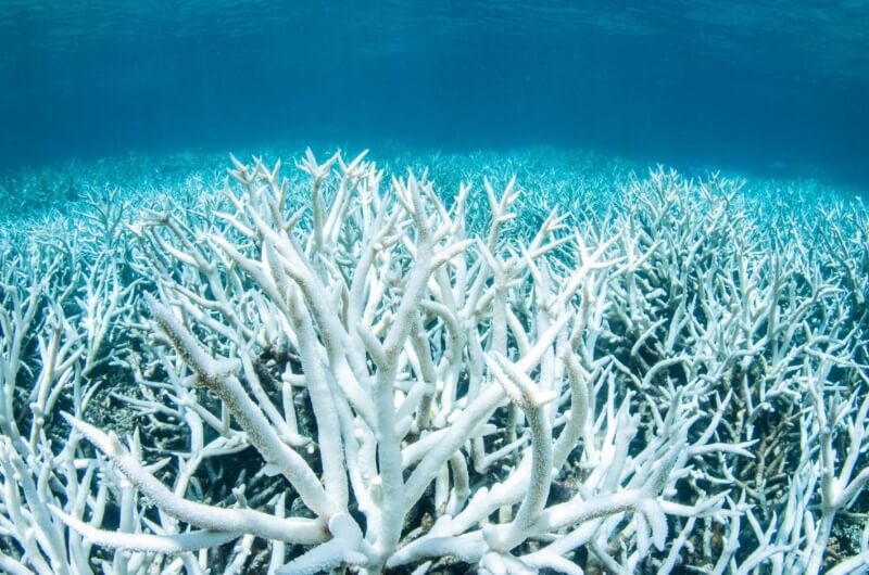 maldiverna korallblekning - klimathot